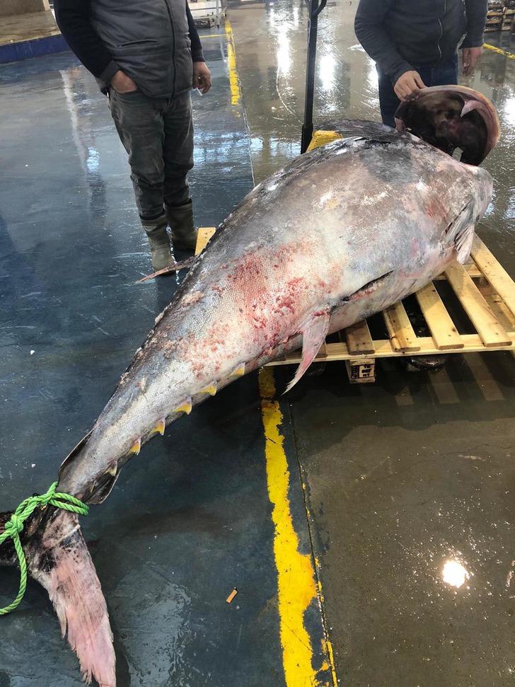 450 kilogramlık orkinosa yoğun ilgi! 2 saatte tükendi G2