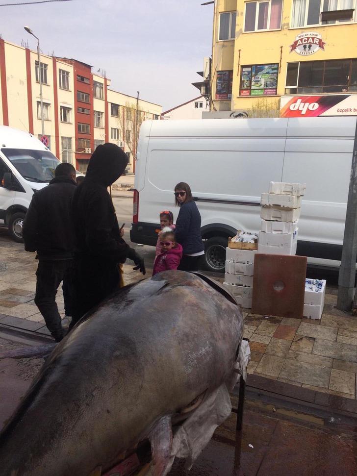450 kilogramlık orkinosa yoğun ilgi! 2 saatte tükendi G3