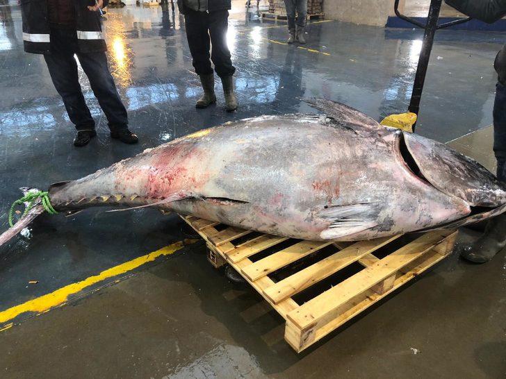 450 kilogramlık orkinosa yoğun ilgi! 2 saatte tükendi G5