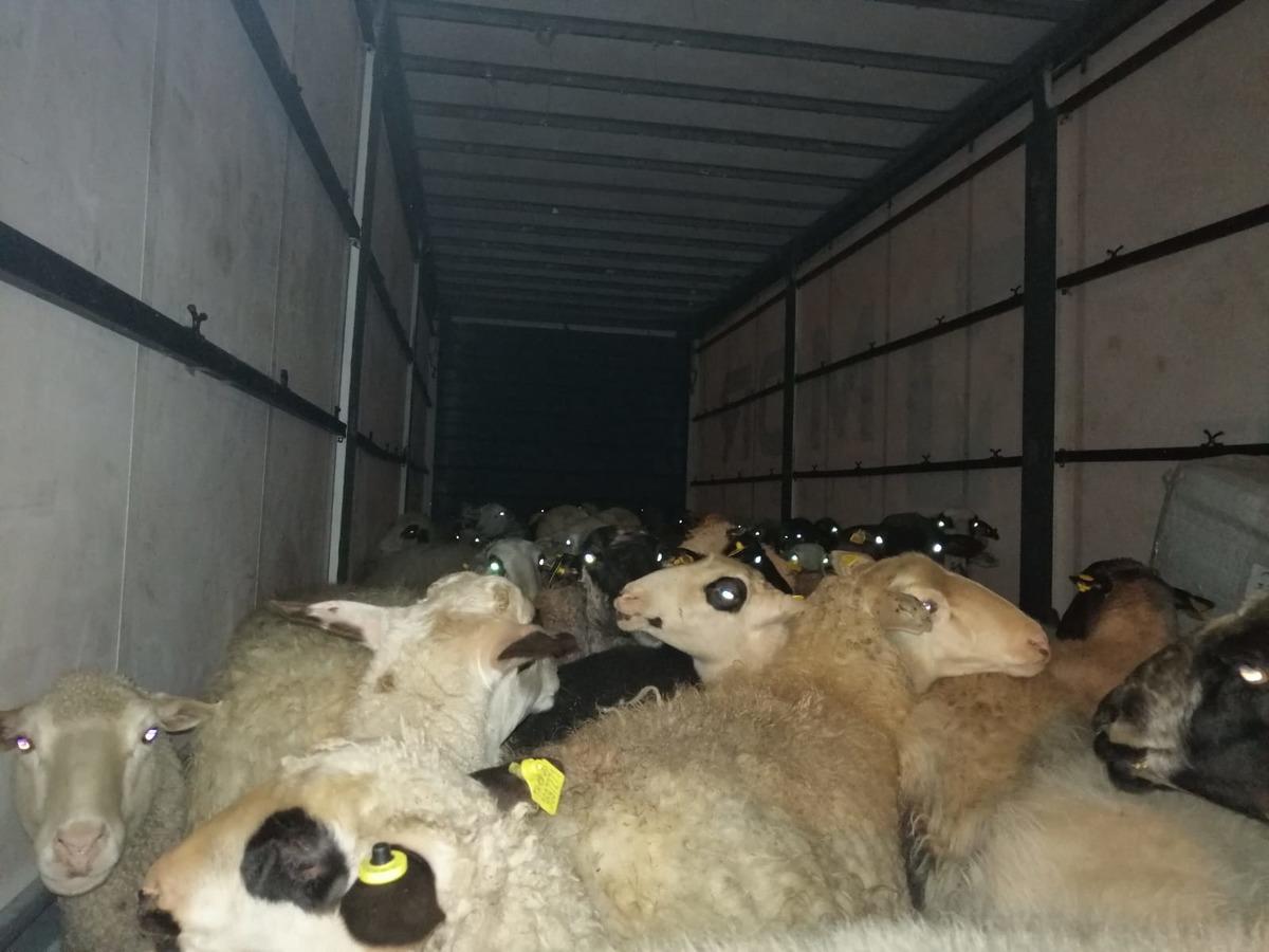 İzmir'de &ccedil;alınan 80 k&uuml;&ccedil;&uuml;kbaş hayvan Bursa'da ele ge&ccedil;irildi