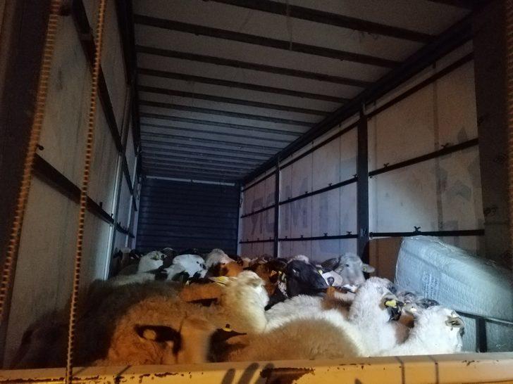 İzmir'de çalınan 80 küçükbaş hayvan Bursa'da ele geçirildi G2