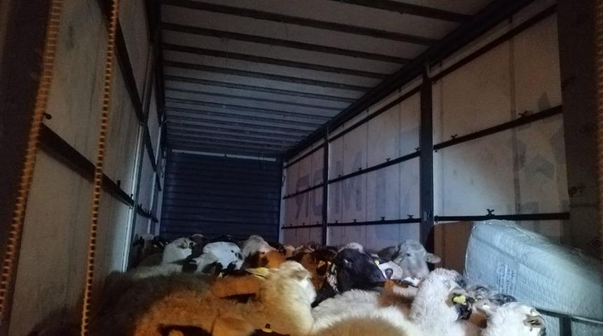 İzmir&rsquo;de &ccedil;alınan 80 k&uuml;&ccedil;&uuml;kbaş hayvan Bursa&rsquo;da bulundu