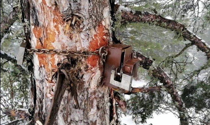 Çocukluk hayalini fotokapanla gerçekleştirdi! Kurtları böyle görüntüledi G3
