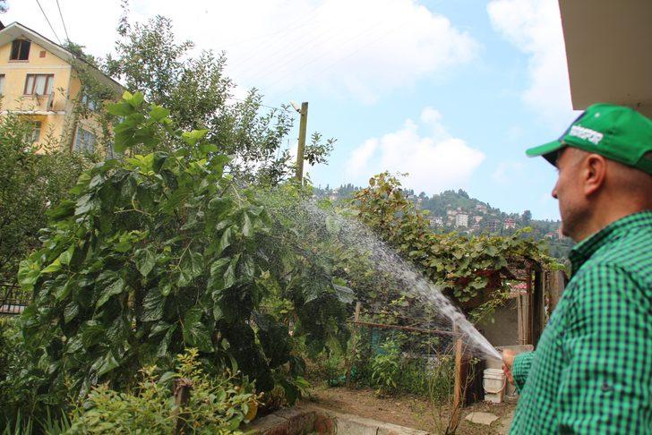 Vampir böcekler fındığa ve ormanlara dadandı G1