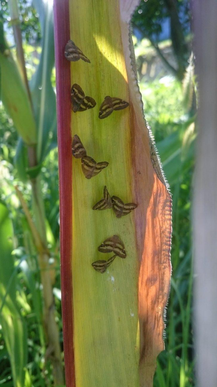 Vampir böcekler fındığa ve ormanlara dadandı G2