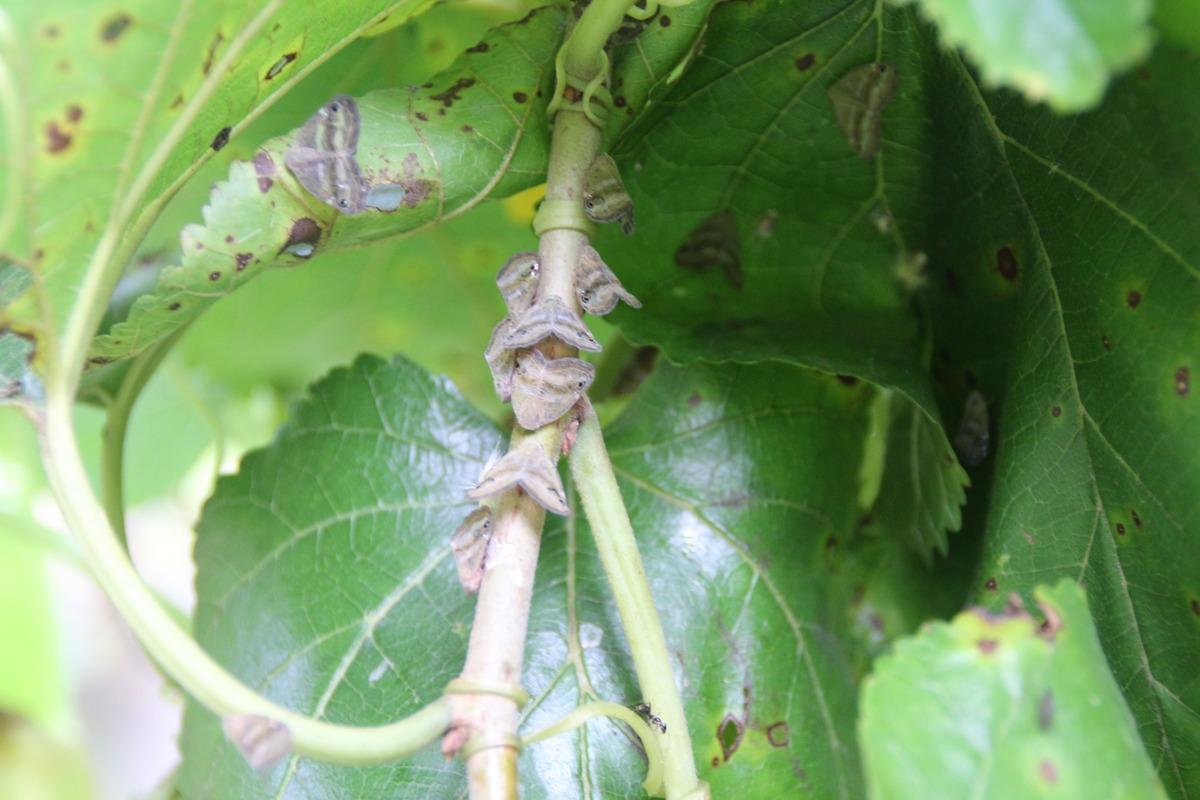 Vampir b&ouml;cekler fındığa ve ormanlara dadandı