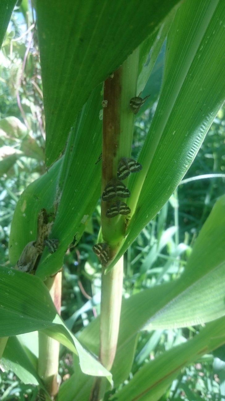 Vampir böcekler fındığa ve ormanlara dadandı G5