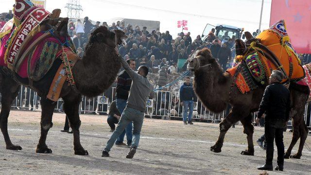 HAYTAP Temsilcisi Önder'den Başkan Aksoy'a 'deve güreşleri' tepkisi