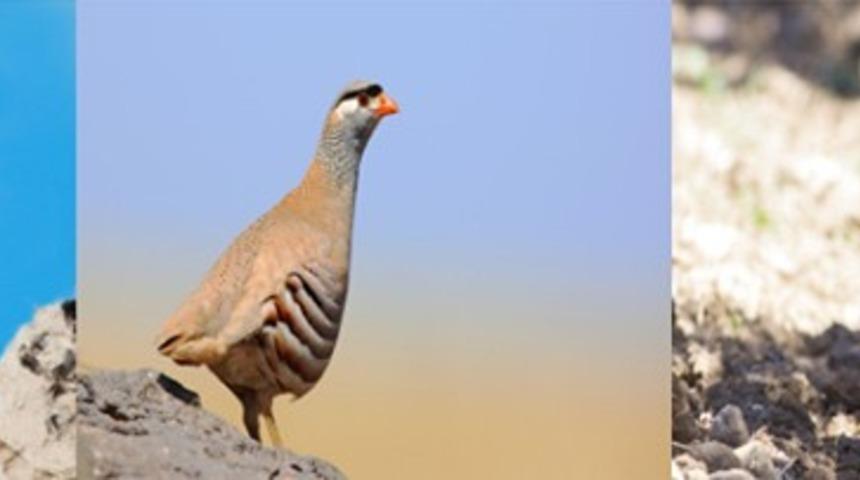 Bayburt&rsquo;ta keklik ve tavşan avı yasağı başladı