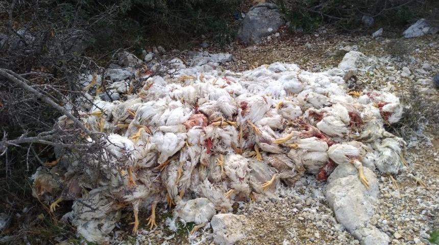 Mersin'de yüzlerce ölü tavuğu doğaya attılar