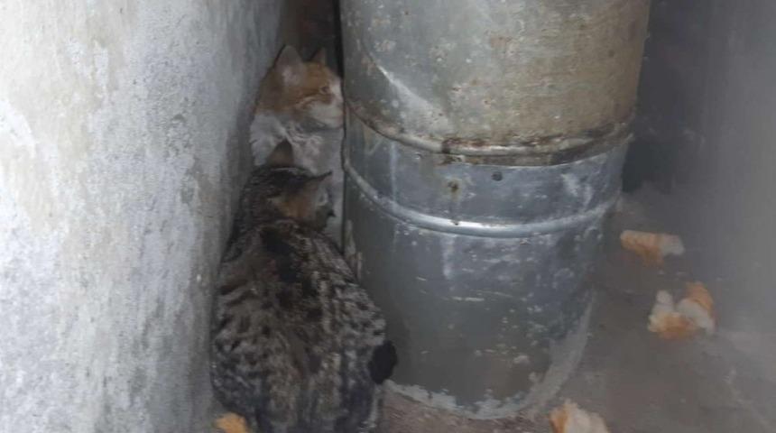 Hakkari’de donmak üzere olan kediler kurtarıldı