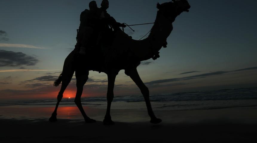 Avustralya'da deve itlafı yeni bir uygulama değil!