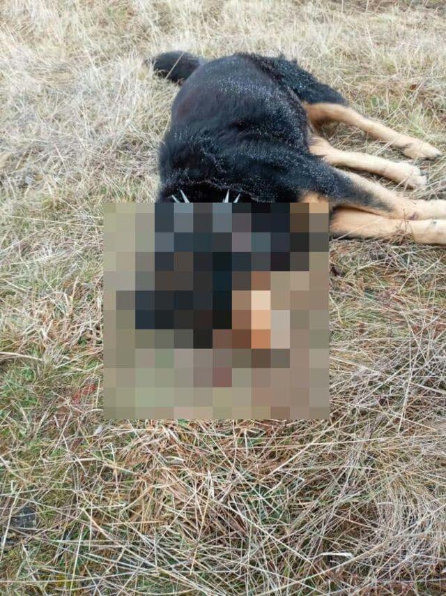 Köpeği vurup, 3 evi soydular