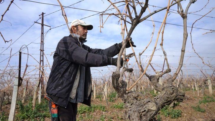 Sarıgöl’de bağların budanmasına başlandı G1