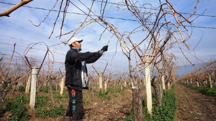 Sarıgöl’de bağların budanmasına başlandı G2