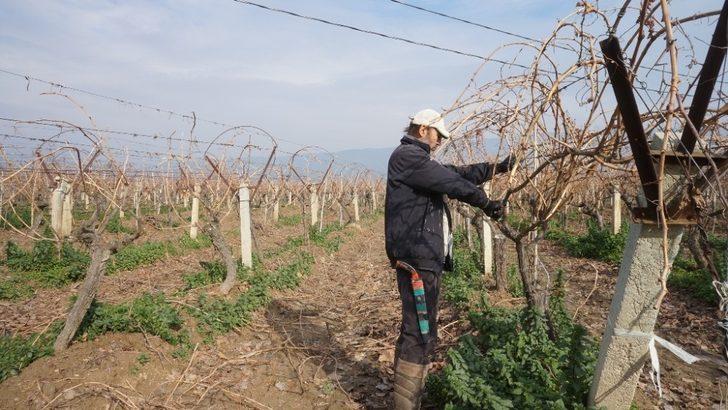 Sarıgöl’de bağların budanmasına başlandı G3
