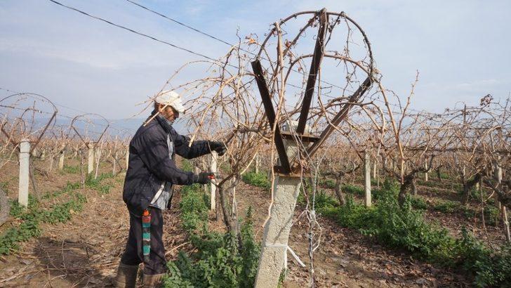 Sarıgöl’de bağların budanmasına başlandı G4