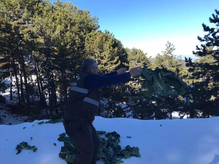 Nazilli’de av hayvanlarına yem bırakıldı G2