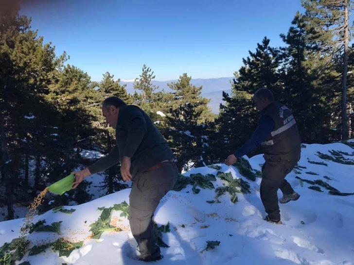 Nazilli’de av hayvanlarına yem bırakıldı G3