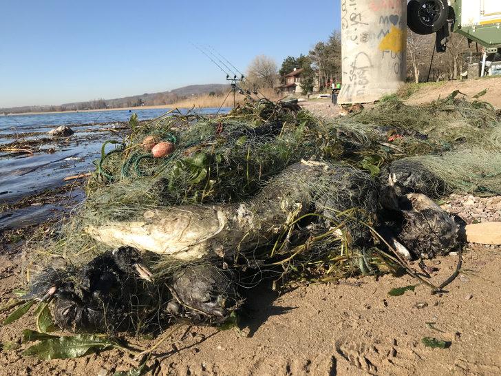 Sapanca Gölü'nde 'hayalet ağ' katliamı! G4