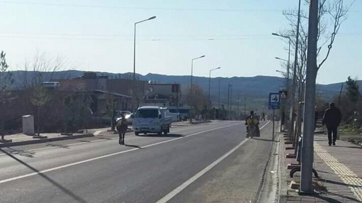 Yolda başıboş gezen eşek s&uuml;r&uuml;c&uuml;lere zor anlar yaşattı