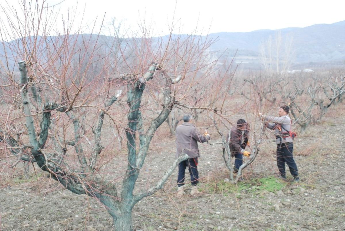 Geciken kışa &uuml;reticilerden budama &ouml;nlemi