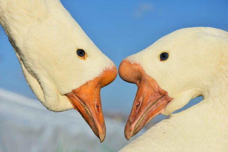 Varto'da kurduğu kaz çiftliğinde taleplere yetişemiyor G1