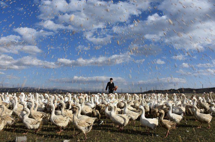 Varto'da kurduğu kaz çiftliğinde taleplere yetişemiyor G2