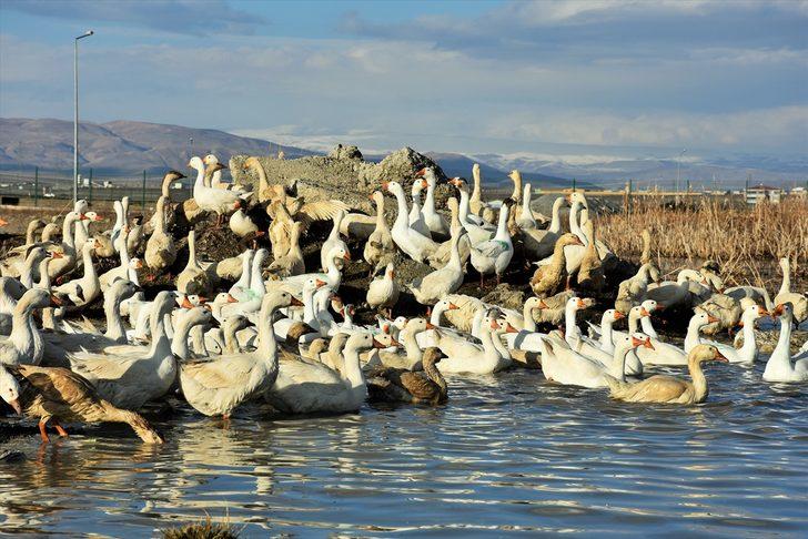 Varto'da kurduğu kaz çiftliğinde taleplere yetişemiyor G3