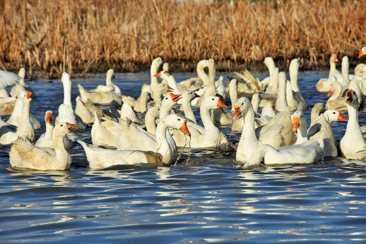 Varto'da kurduğu kaz çiftliğinde taleplere yetişemiyor G4