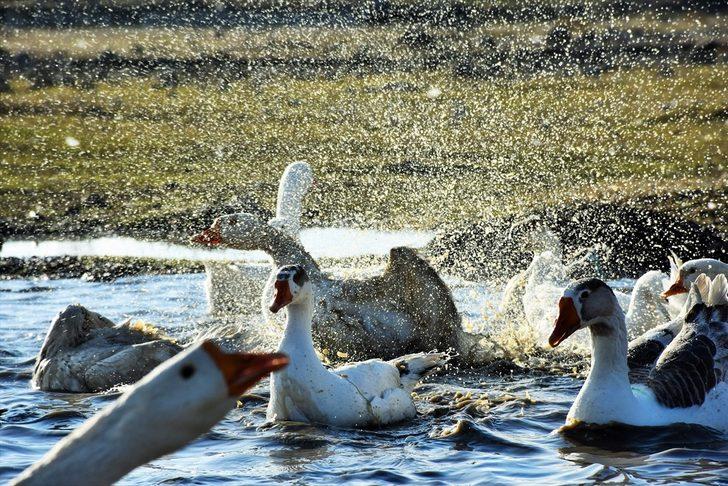 Varto'da kurduğu kaz çiftliğinde taleplere yetişemiyor G5