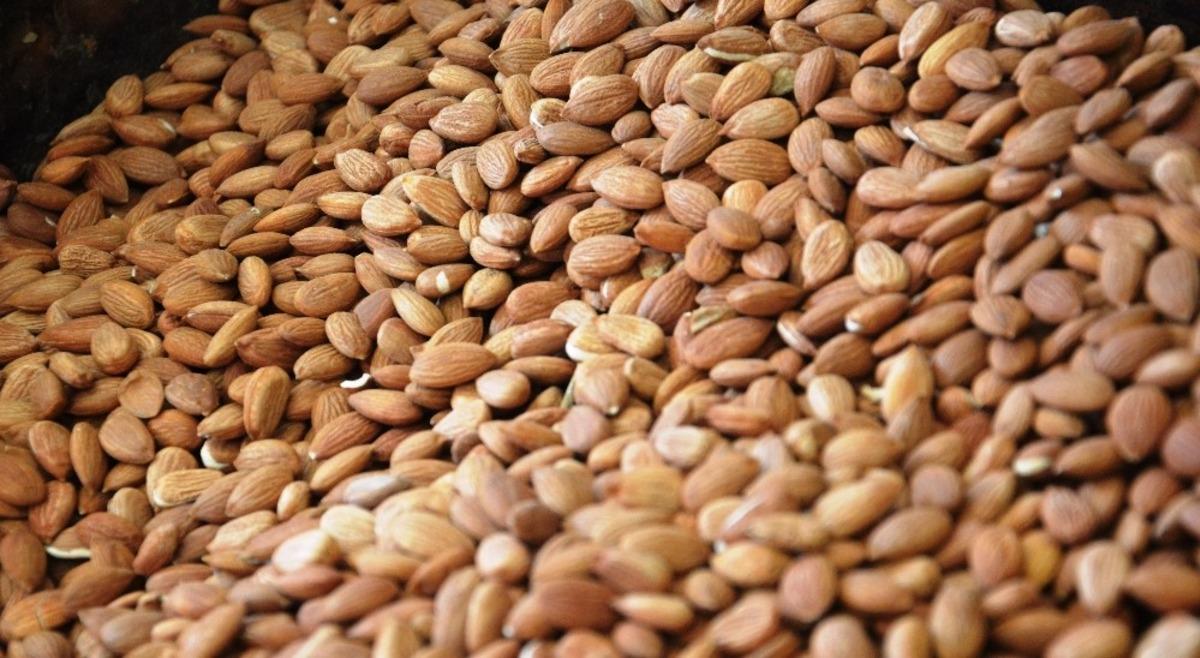 Kayısı &ccedil;ekirdeği, ABD&rsquo;nin bademine rakip
