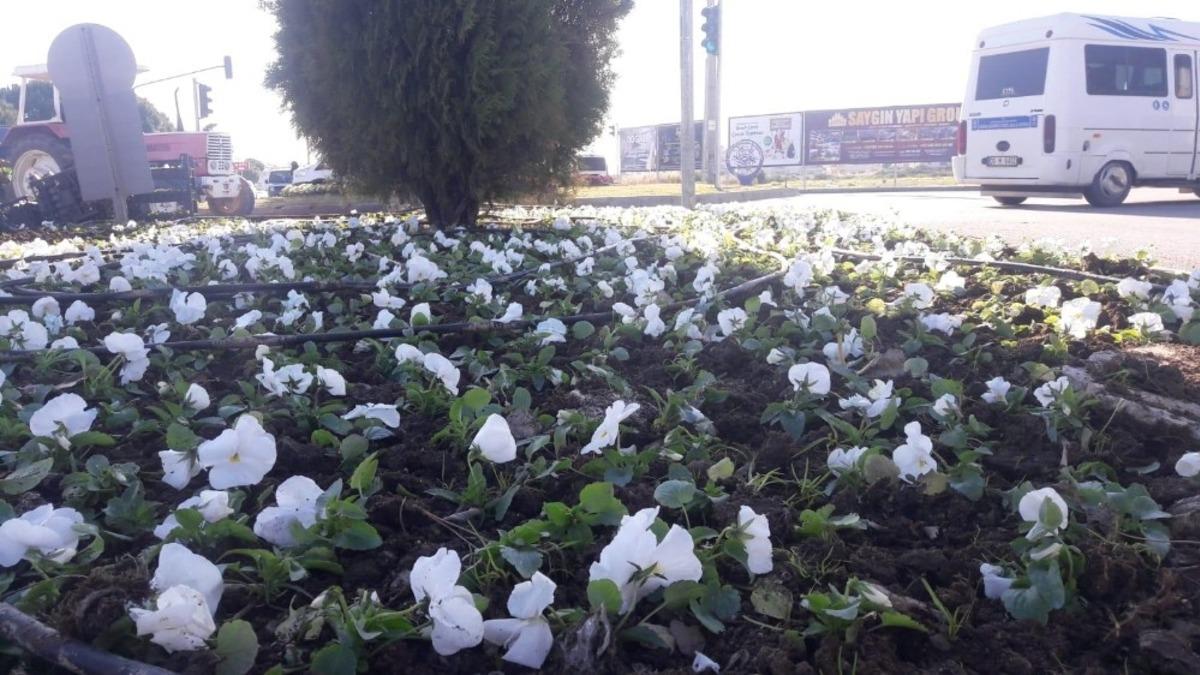 Didim Park ve Bah&ccedil;eler M&uuml;d&uuml;rl&uuml;ğ&uuml; &ccedil;alışmalarını s&uuml;rd&uuml;r&uuml;yor