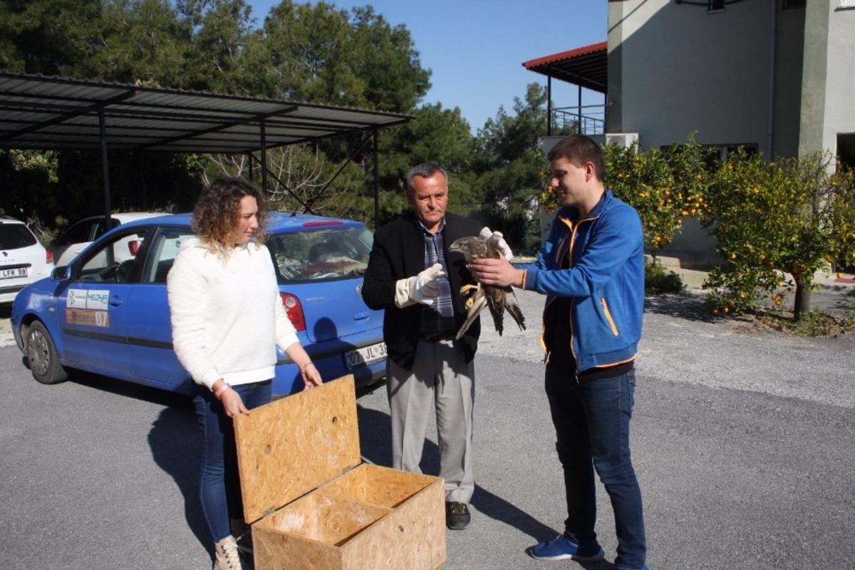 Manavgat&rsquo;ta bulunan yaralı şahin Milli Parkı Şefliğine teslim edildi