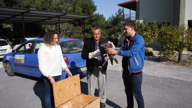 Manavgat’ta bulunan yaralı şahin Milli Parkı Şefliğine teslim edildi