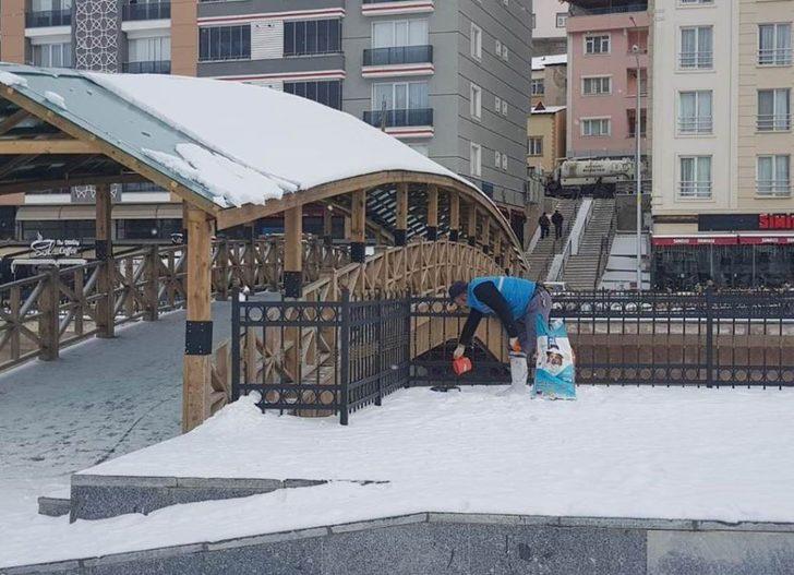 Bayburt Belediyesi sokak hayvanlarını unutmadı G2