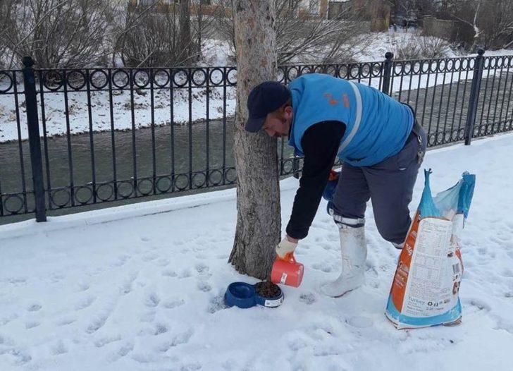 Bayburt Belediyesi sokak hayvanlarını unutmadı G3