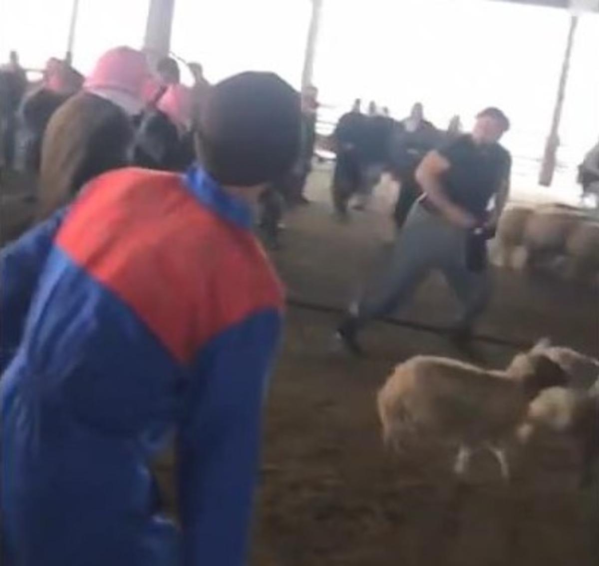 Deve kesen kasap bu kez hayvan borsasında esnafla kavga etti! O anlar kamerada