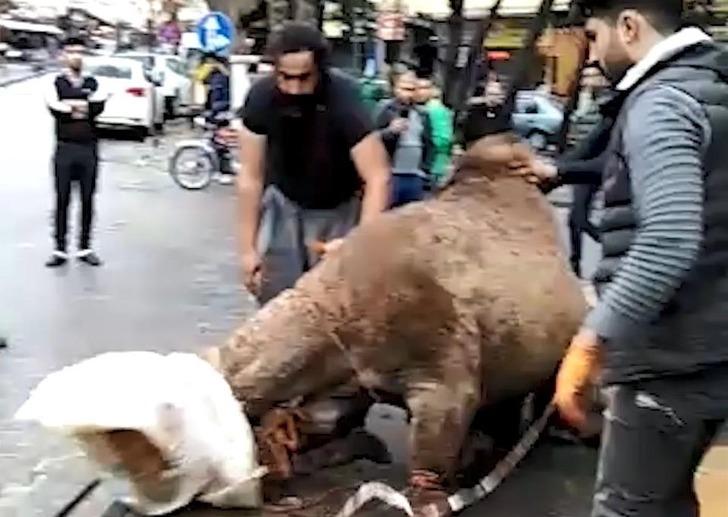 Deve kesen kasap bu kez hayvan borsasında esnafla kavga etti! O anlar kamerada G3