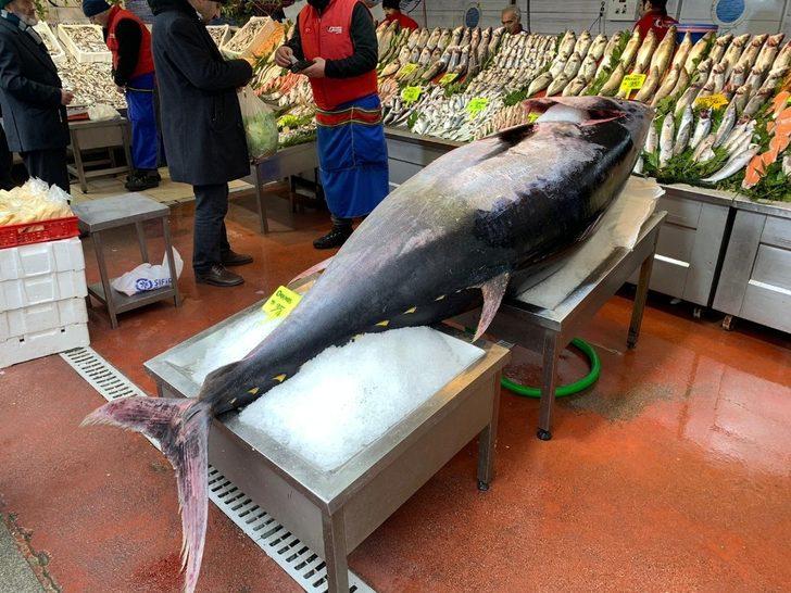 Çanakkale'de avlanan 325 kiloluk orkinos görenleri şaşkına çevirdi G2