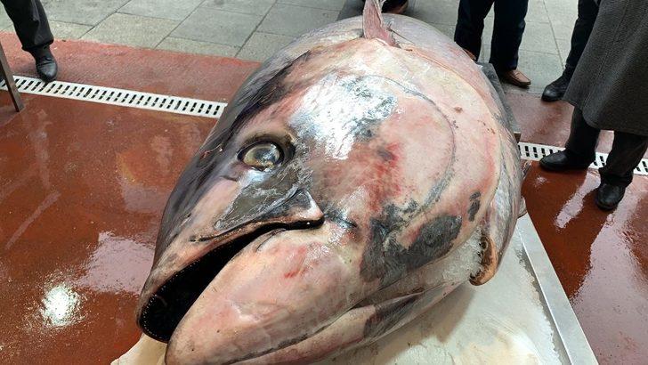 Çanakkale'de avlanan 325 kiloluk orkinos görenleri şaşkına çevirdi G3