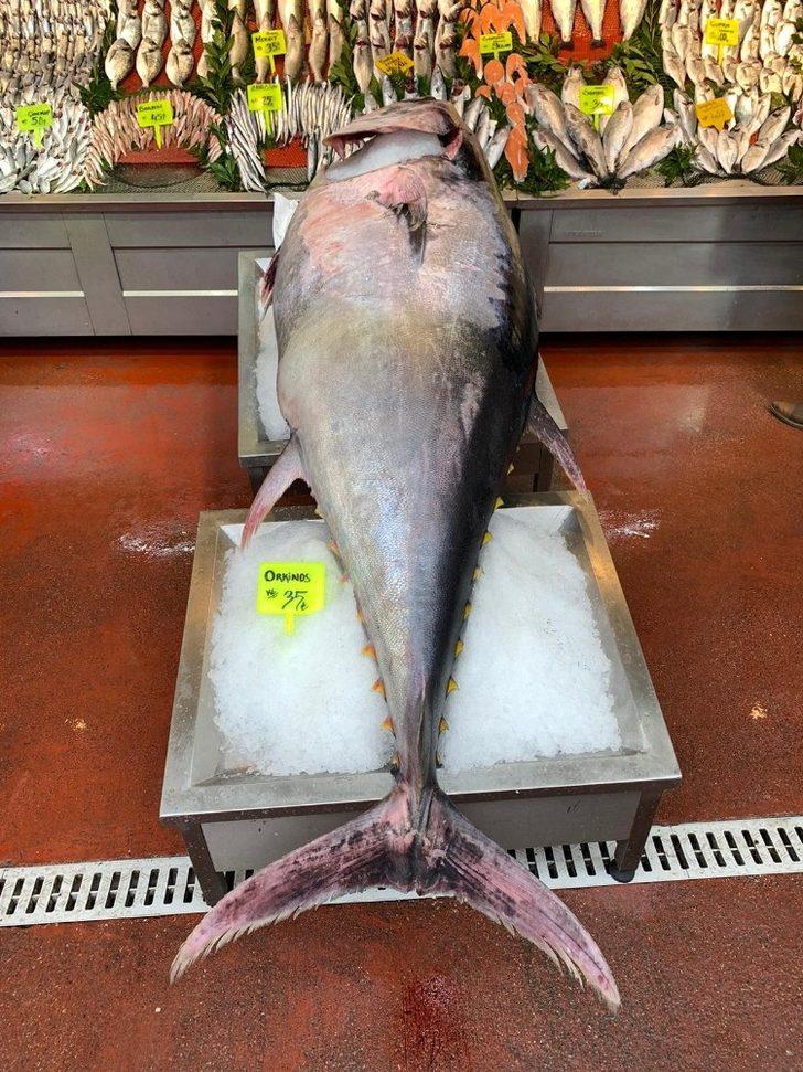 Çanakkale'de avlanan 325 kiloluk orkinos görenleri şaşkına çevirdi G4