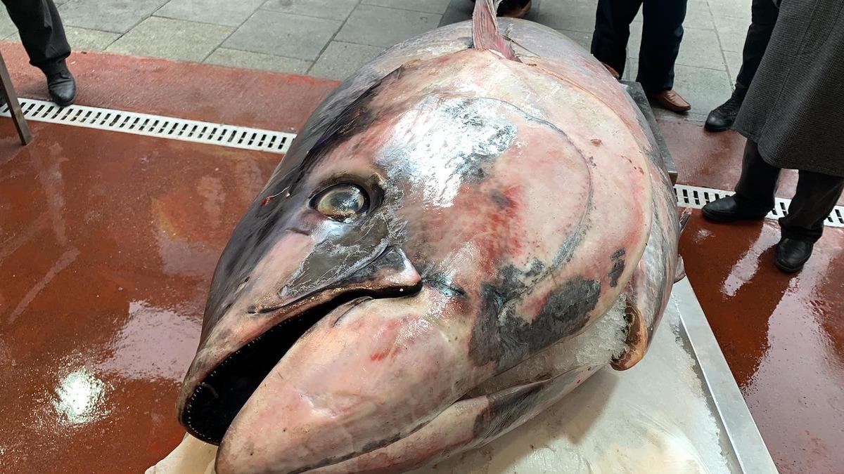 &Ccedil;anakkale'de avlanan 325 kiloluk orkinos g&ouml;renleri şaşkına &ccedil;evirdi