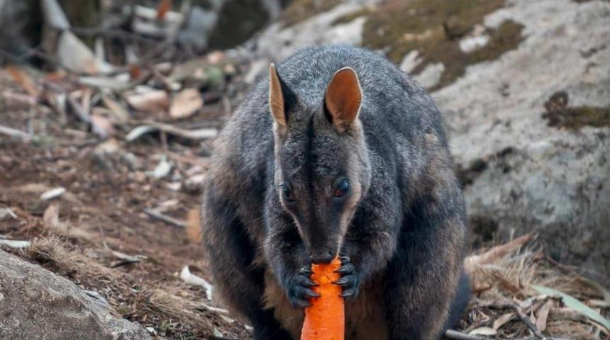 Avustralya'da yangın felaketi: Hayvanlara havadan patates-havuç yardımı