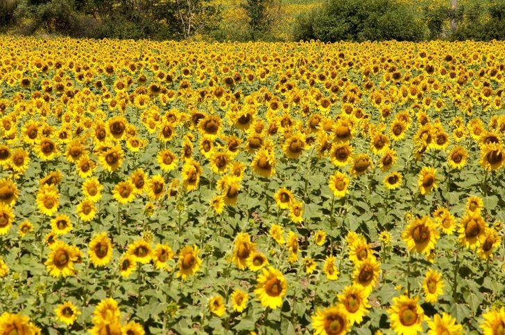 Tekirdağ Türkiye genelinde Kanola ve Ayçiçek üretiminde 1. Sırada G3