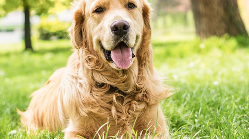 Eskişehir'de 'paylaşılamayan köpek' davasında emsal karar