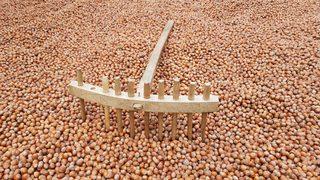 24 Şubat 2021 güncel fındık fiyatları... Fındık kaç lira oldu? İllere göre fındık fiyatları listesi!