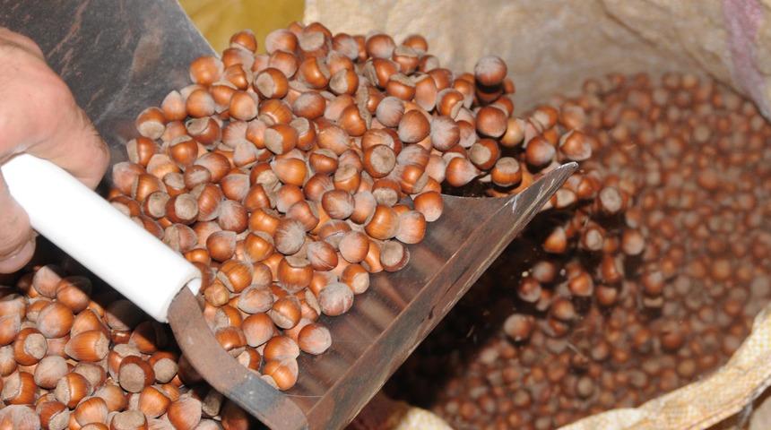 Fındığın fiyatı 21,5 liraya geriledi