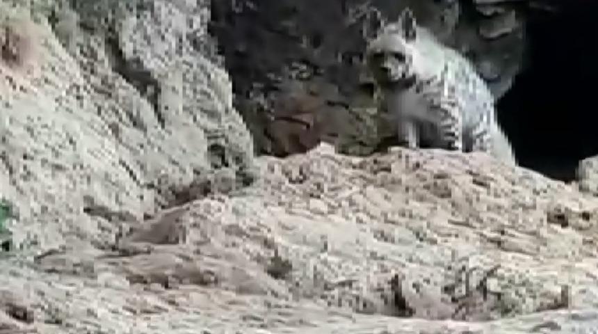 Adıyaman'da çizgili sırtlan ile selfie yaptı