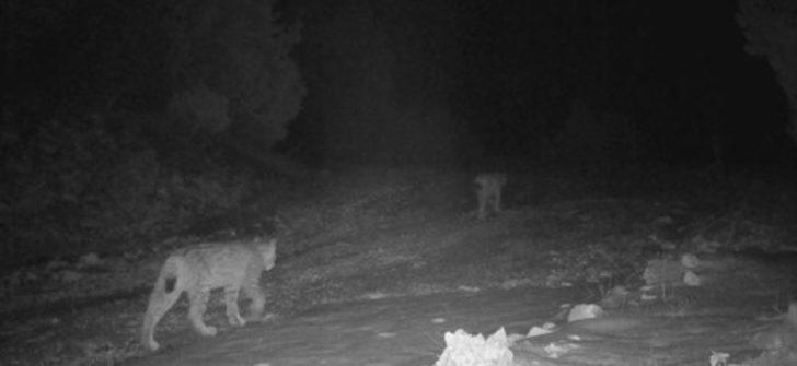 Burdur'da gündüz vakti vaşak görüntülendi G1